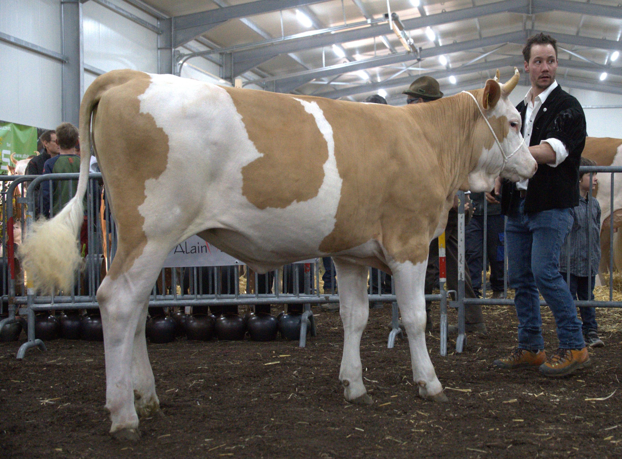 Des Simmentals aux Holstein, les vaches laitières ont fait rêver samedi dernier